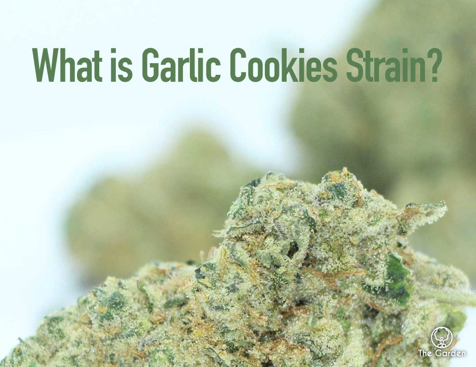 Discover Garlic Cookies Strain: Effects, THC Content, and Growing Tips