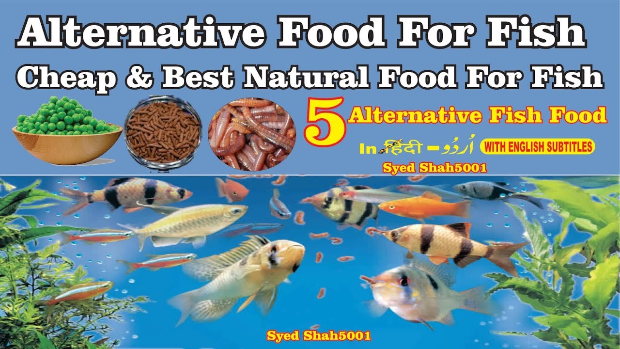 Best Fish Food Recipe for Healthy Aquarium Fish