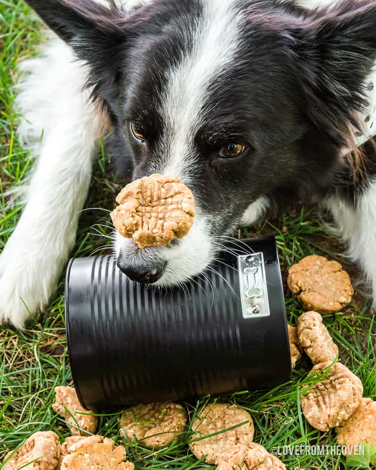 Cookie Dog Love: Baking Up Fun and Tasty Treats for Your Dog