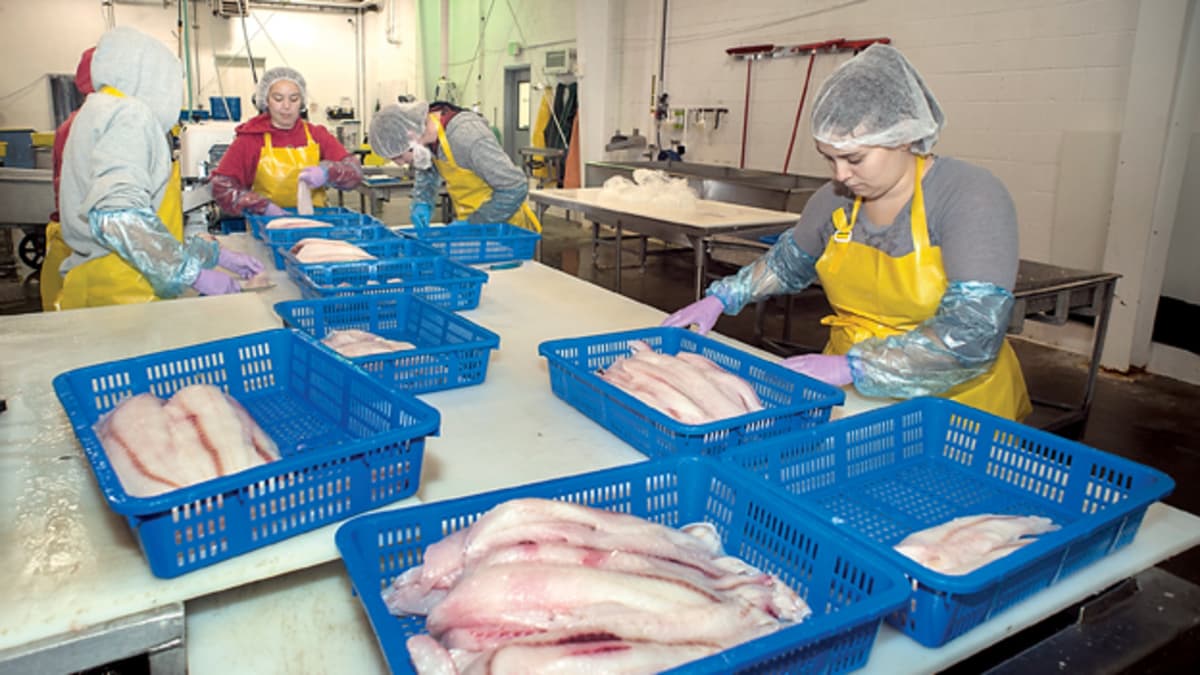 Alaska seafood processing jobs: Find your perfect job here!