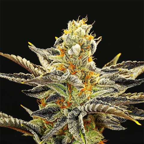 Where to Find the Best Orange Cookies Strain Seeds