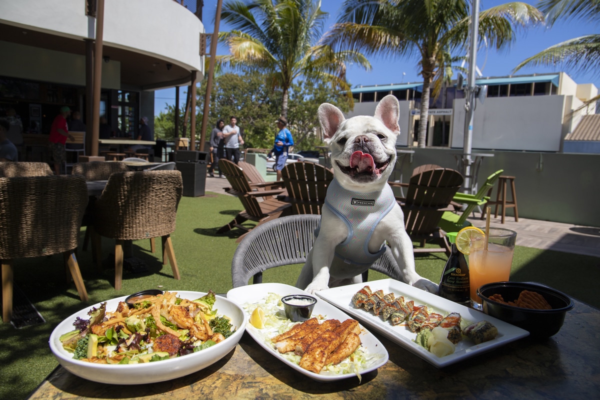 Enjoy Breakfast with Your Pup: Dog-Friendly Spots Near Me