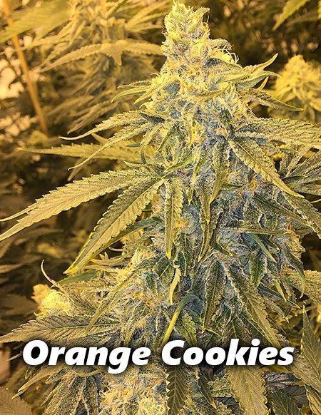 Where to Find the Best Orange Cookies Strain Seeds